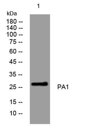 PA1 rabbit pAb