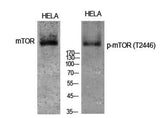mTOR (phospho Thr2446) rabbit pAb