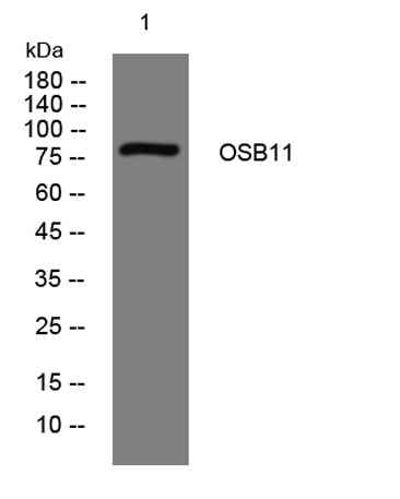 OSB11 rabbit pAb