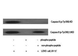 Caspase-8 (phospho Tyr380) rabbit pAb