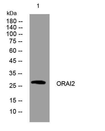 ORAI2 rabbit pAb