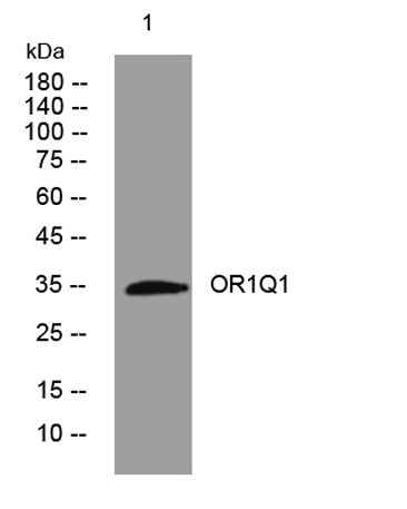 OR1Q1 rabbit pAb