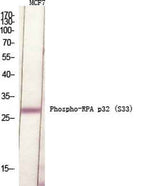 RPA p32 (phospho Ser33) rabbit pAb