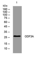 ODF3A rabbit pAb