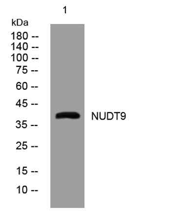 NUDT9 rabbit pAb