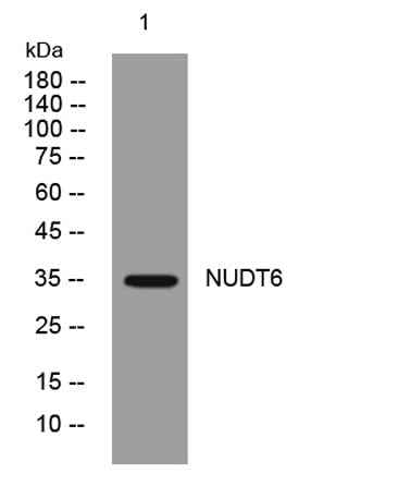 NUDT6 rabbit pAb