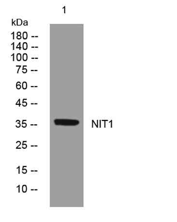 NIT1 rabbit pAb