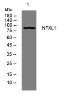 NFXL1 rabbit pAb