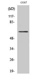 GABAA Rβ1 (phospho Ser434) rabbit pAb