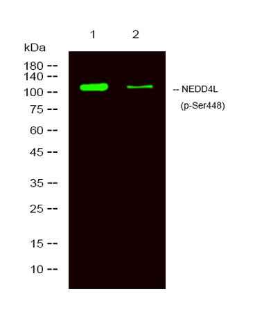 NEDD4L (phospho-Ser448) rabbit pAb