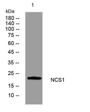 NCS1 rabbit pAb