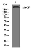 MYOF rabbit pAb