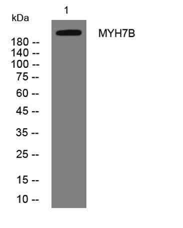 MYH7B rabbit pAb