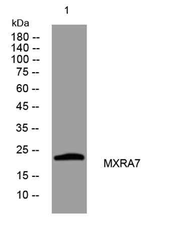 MXRA7 rabbit pAb