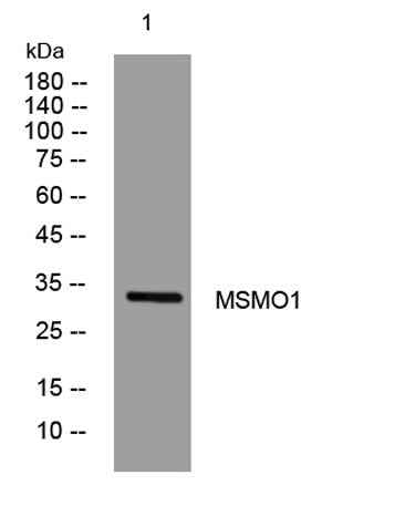 MSMO1 rabbit pAb