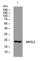 MPZL2 rabbit pAb