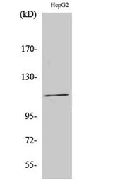 Ksr-1 (phospho Ser392) rabbit pAb