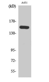 PLC β3 (phospho Ser1105) rabbit pAb