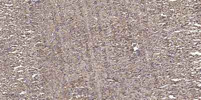 MLKL (phospho Ser358) rabbit pAb