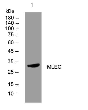 MLEC rabbit pAb