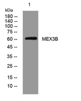MEX3B rabbit pAb