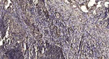 M-CSF Receptor (phospho-Tyr546) rabbit pAb
