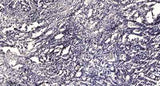 MCM2 (phospho-Ser139) rabbit pAb