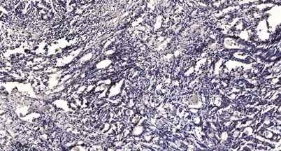MCM2 (phospho-Ser139) rabbit pAb