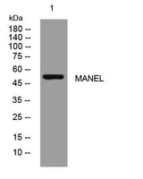 MANEL rabbit pAb