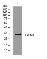 LYSM3 rabbit pAb