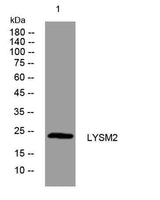 LYSM2 rabbit pAb