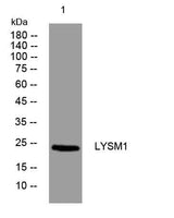 LYSM1 rabbit pAb