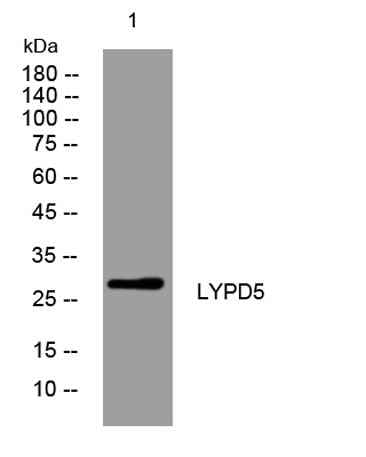 LYPD5 rabbit pAb