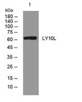 LY10L rabbit pAb