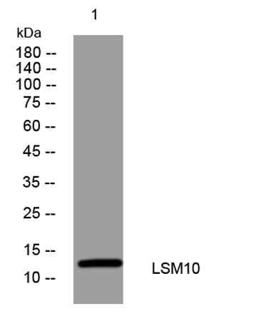 LSM10 rabbit pAb