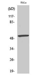 MEF-2 (phospho Ser408) rabbit pAb