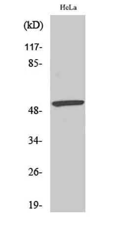 MEF-2 (phospho Ser408) rabbit pAb