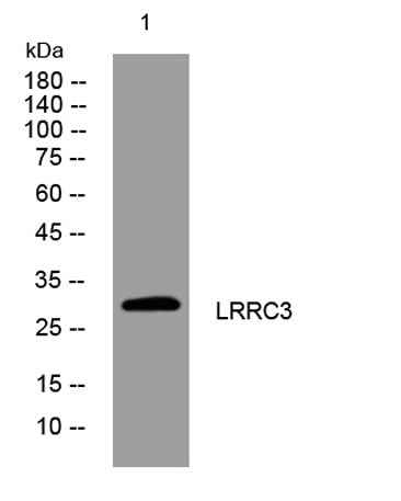 LRRC3 rabbit pAb