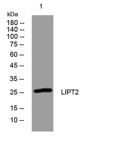 LIPT2 rabbit pAb
