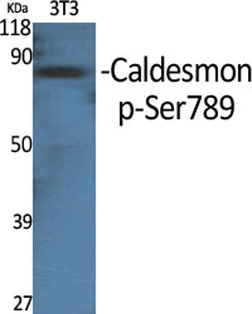 Caldesmon (phospho Ser789) rabbit pAb 50µL/100µL