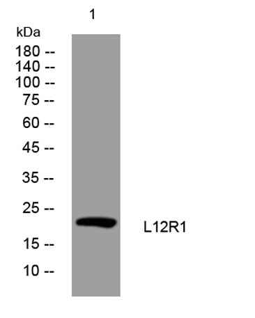 L12R1 rabbit pAb