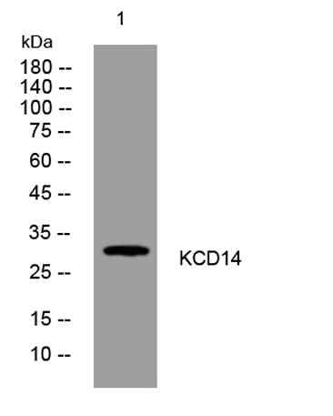 KCD14 rabbit pAb
