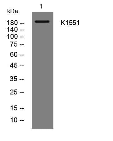 K1551 rabbit pAb