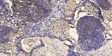 IRF-7 (phospho-Ser477) rabbit pAb