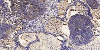 IRF-7 (phospho-Ser477) rabbit pAb