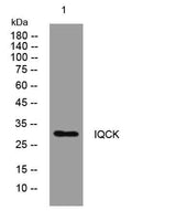 IQCK rabbit pAb