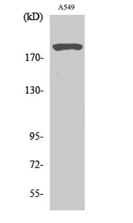 53BP1 rabbit pAb