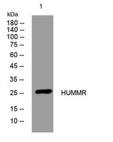 HUMMR rabbit pAb