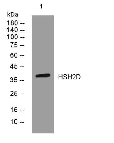 HSH2D rabbit pAb