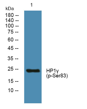 HP1γ (phospho-Ser83) rabbit pAb 50µL/100µL